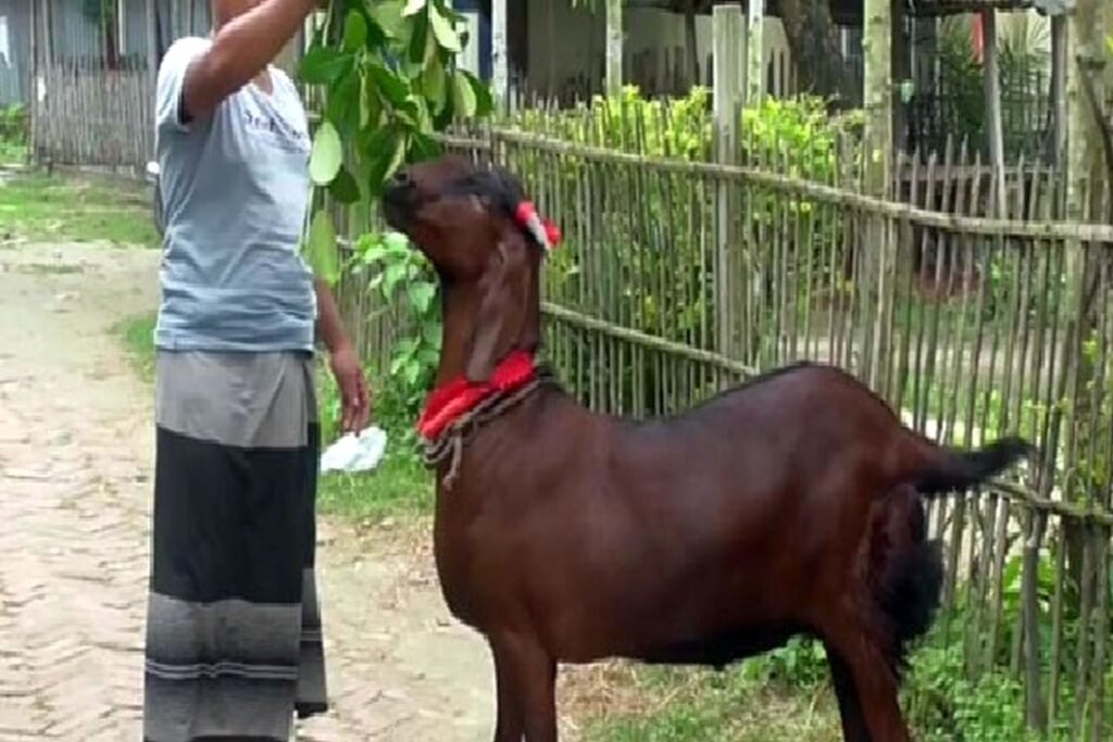ছাগলের বাচ্চাকে খাসি বানানো