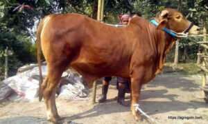 গুয়েরন্সি গরু