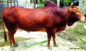 নিজ হাতে একটি গরুর ওজন নির্ণয় করা ও খাতায় লেখা