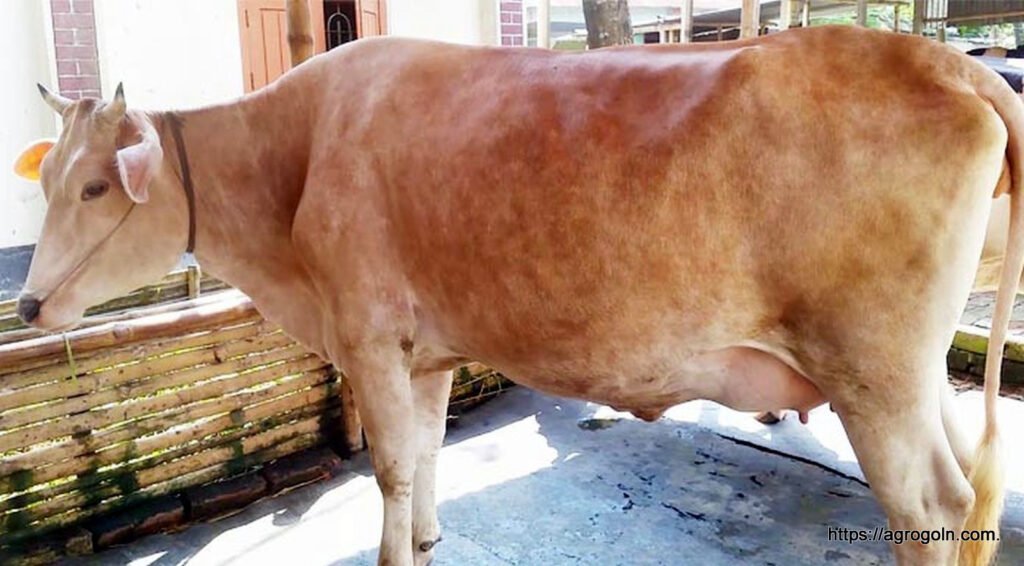 জার্সি গরু