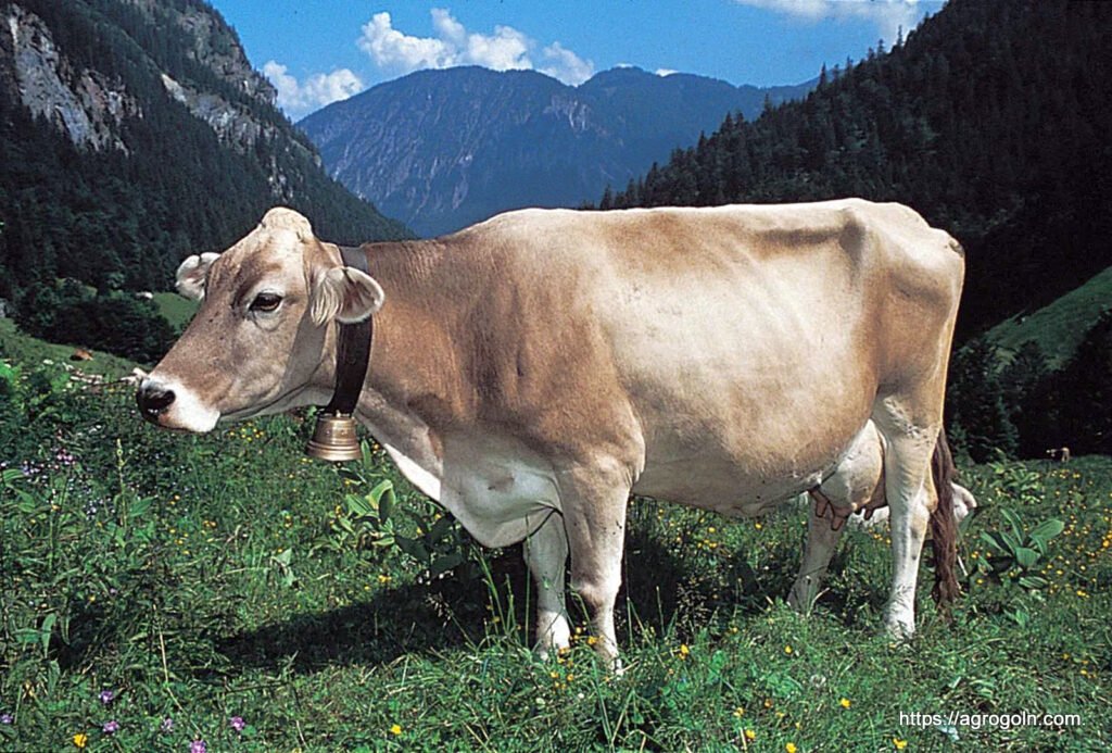 ব্রাউন সুইস গরু