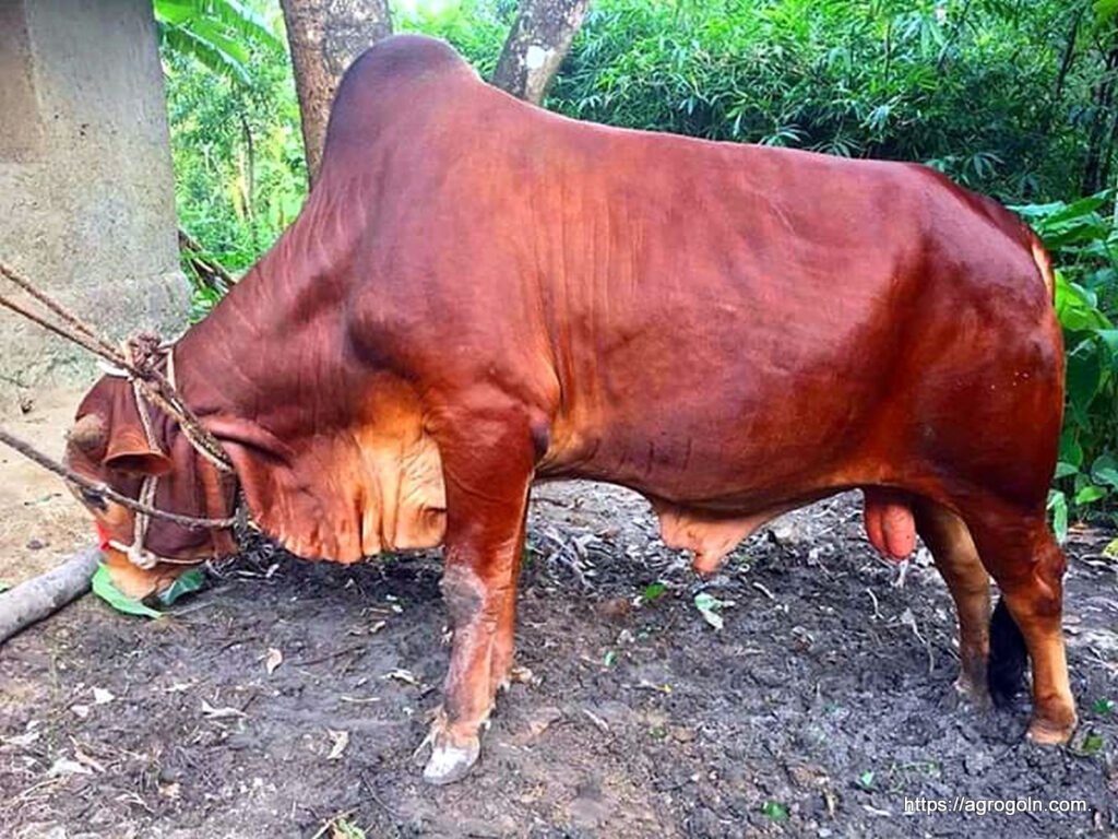 লাল সিন্ধি গরু