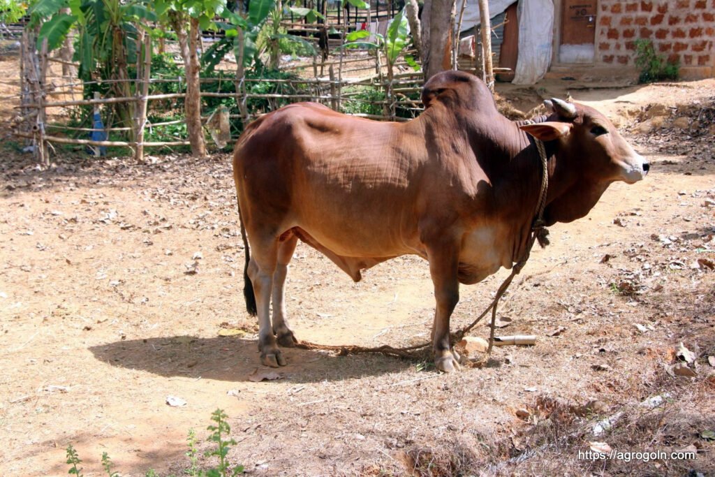 শাহীওয়াল গরু