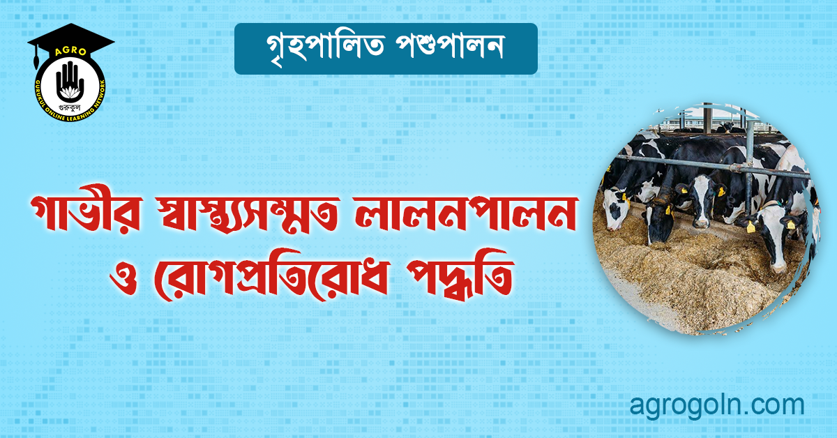 গাভীর স্বাস্থ্যসম্মত লালনপালন ও রোগপ্রতিরোধ পদ্ধতি