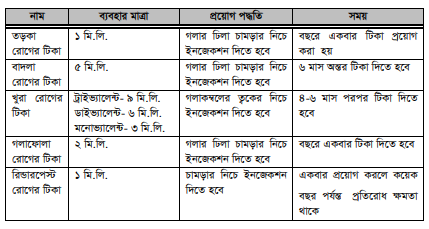 গাভীর স্বাস্থ্যসম্মত লালনপালন ও রোগপ্রতিরোধ পদ্ধতি 