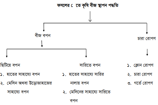 বীজ বপন, চারা রোপণ