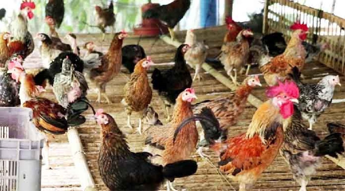 ব্যবহারিকঃ ব্রয়লার খামারের প্রকল্প প্রস্তুতকরণ