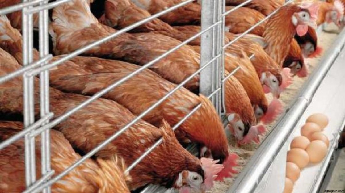 ডিমপাড়া মুরগি খামারের একটি প্রকল্প প্রস্তুতকরণ