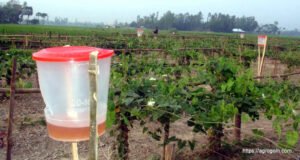 সেক্স ফেরোমন ফাঁদ [ Sex Pheromone Trap ]