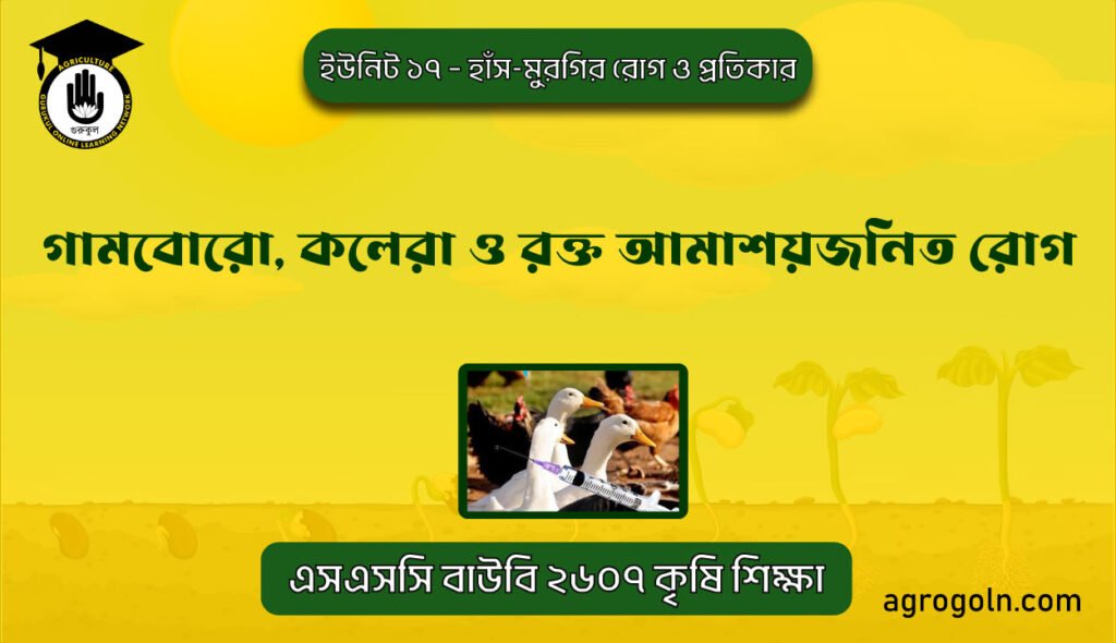 হাস-মুরগির গামবোরো, কলেরা ও রক্ত আমাশয়জনিত রোগ