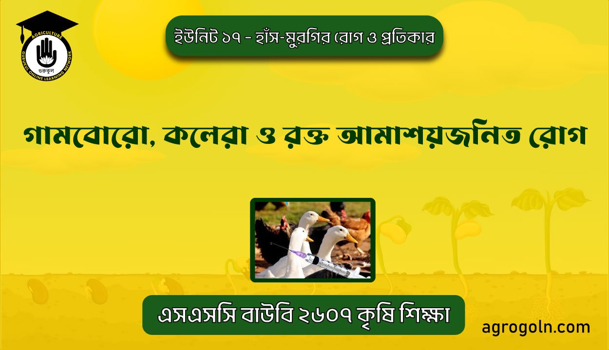 গামবোরো, কলেরা ও রক্ত আমাশয়জনিত রোগ