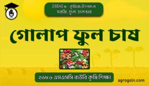 গোলাপ ফুল চাষ