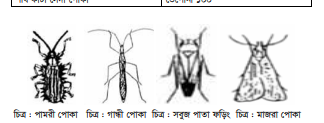 ধান চাষ
