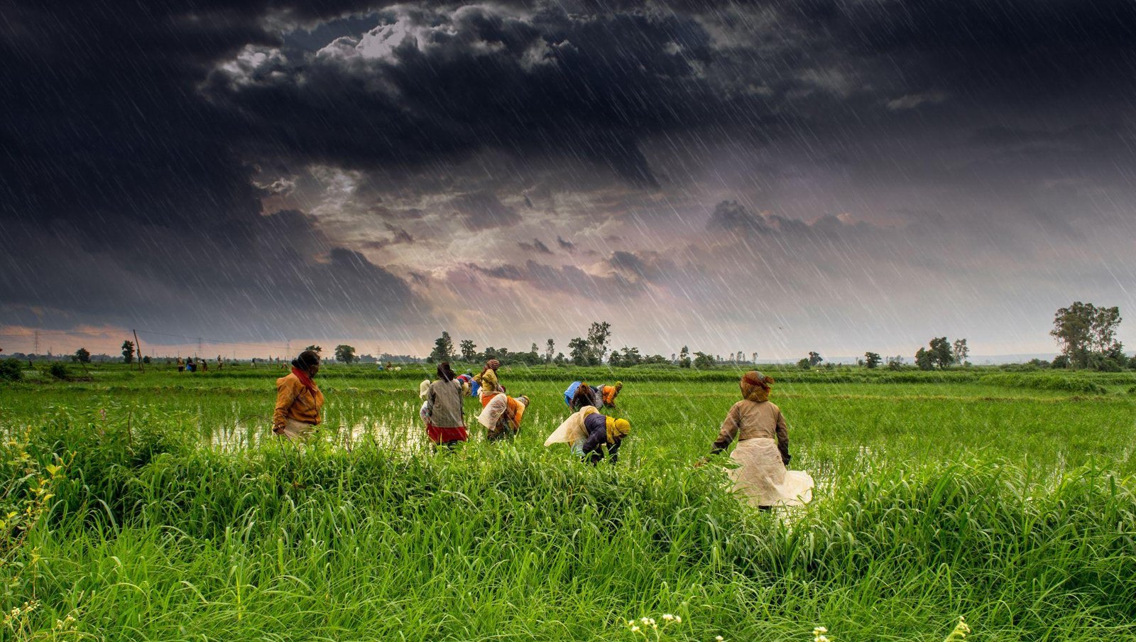 মৎস্য সংরক্ষণ আইন