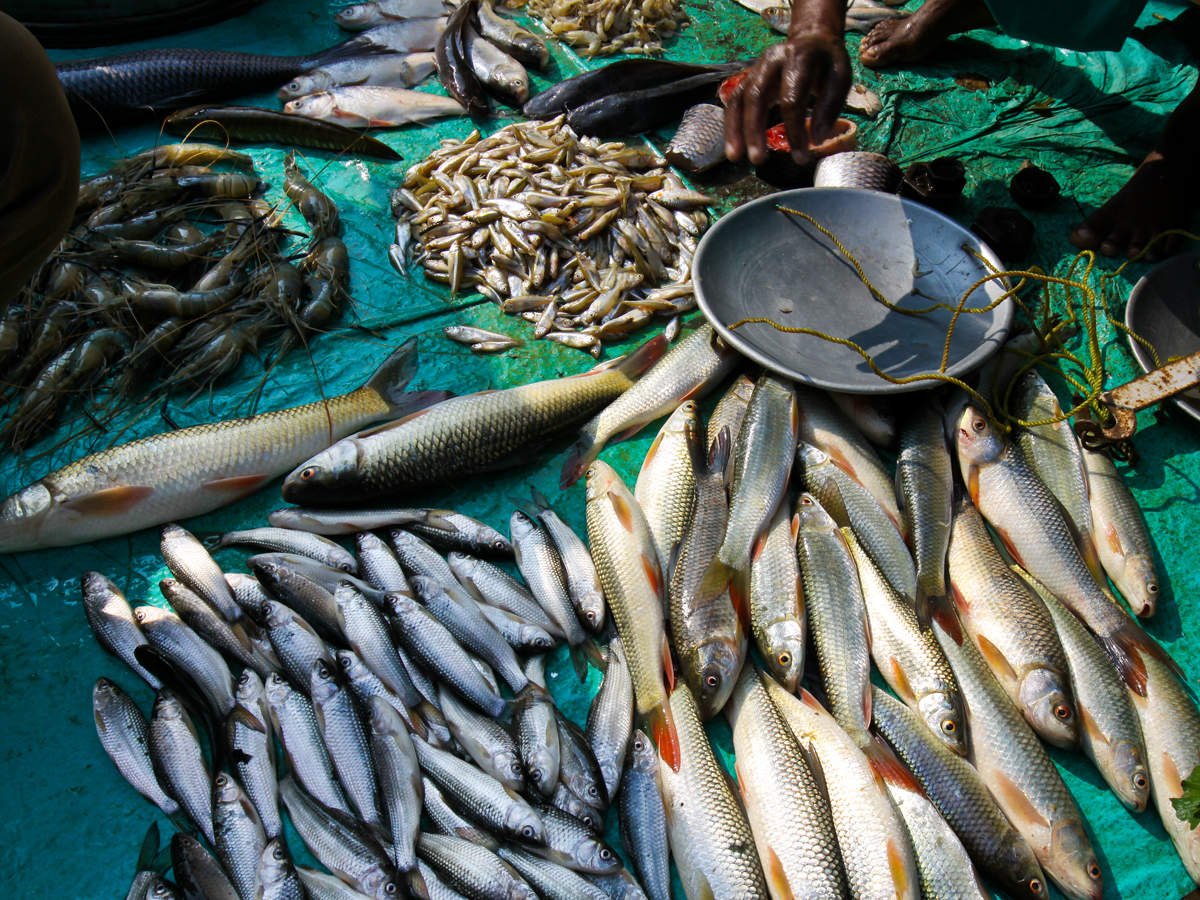 বিভিন্ন প্রজাতির মাছের পরিচিতি
