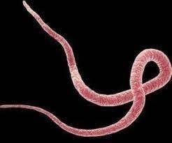 গবাদি প্রাণির গোলকৃমি