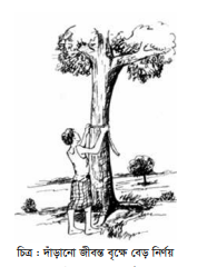 গোলকাঠ ও চেরাই কাঠ পরিমাপ