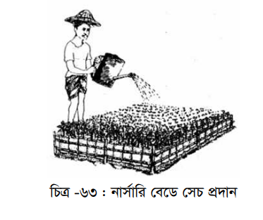 চারার পরিচর্যা