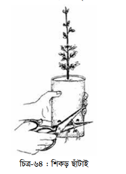 চারার পরিচর্যা