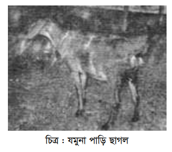 ছাগলের জাত, বাসস্থান ও পরিচর্যা