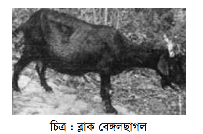 ছাগলের জাত ও বাসস্থান ,পরিচর্যা