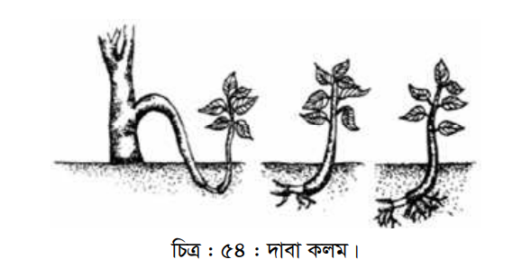 নার্সারিতে চারা উৎপাদন পদ্ধতি