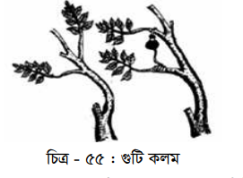 নার্সারিতে চারা উৎপাদন পদ্ধতি