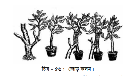 নার্সারিতে চারা উৎপাদন পদ্ধতি