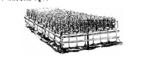 নার্সারিতে বেড তৈরি ও বেডে চারা উৎপাদন