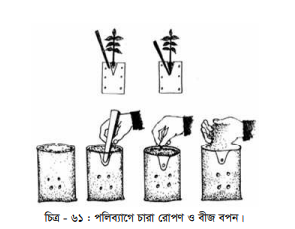 পলিব্যাগে চারা উৎপাদন