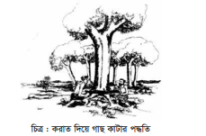 বনায়ন, বৃক্ষ কর্তন ও সংরক্ষণ