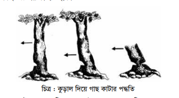 বনায়ন, বৃক্ষ কর্তন ও সংরক্ষণ