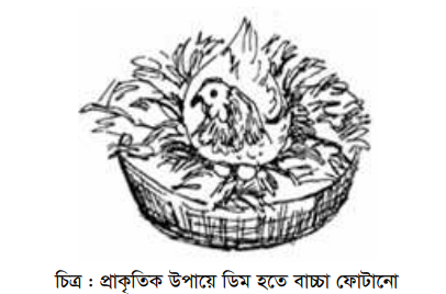 বাচ্চা ফোটানোর পদ্ধতি-১