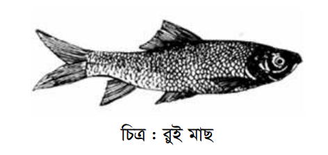 বিভিন্ন প্রজাতির মাছের পরিচিতি