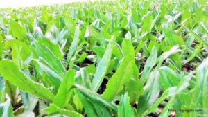 বিলাতি ধনিয়া পাতা