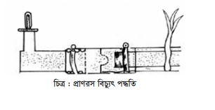 ব্যবহারিক:বাঁশ ও কাঠ পরিশোধন ( ট্রিটমেন্ট)