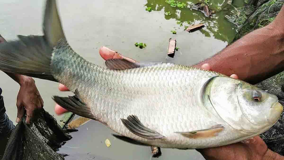 মাছ ও চিংড়ি সংরক্ষণ বিভিন্ন পদ্ধতি