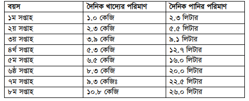 ব্রয়লার বাচ্চার ব্রুডিং সরঞ্জাম ও ব্যবস্থাপনা
