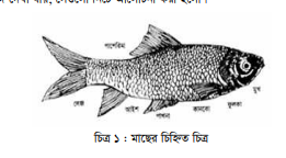 মাছের সংজ্ঞা, মাছের অঙ্গ-প্রত্যঙ্গ ও মাছের গুরুত্ব