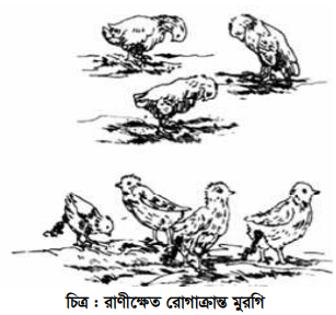 রাণীক্ষেত ও বসন্ত রোগ ও প্রতিকার 2 রাণীক্ষেত ও বসন্ত রোগ