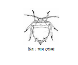 সরিষা চাষ