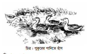 হাঁস ও মাছের সমন্বিত চাষ
