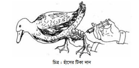 হাঁস ও মাছের সমন্বিত চাষ