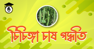 চিচিঙ্গা চাষ পদ্ধতি
