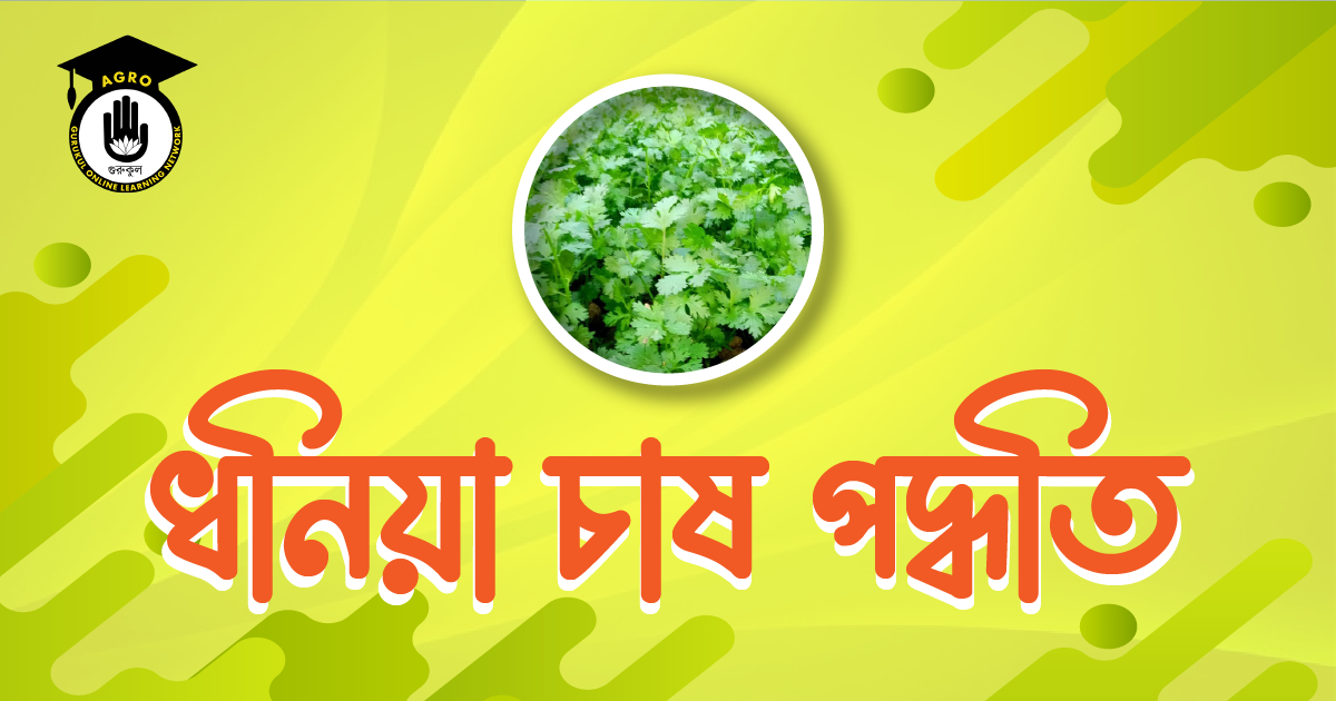 ধনিয়া চাষ পদ্ধতি
