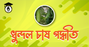 ধুন্দল চাষ পদ্ধতি