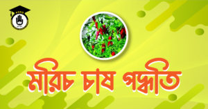 মরিচ চাষ পদ্ধতি