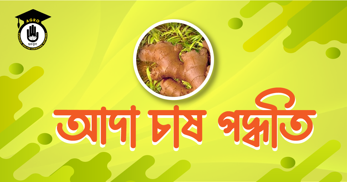 আদা চাষ পদ্ধতি
