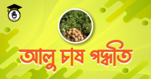 আলু চাষ পদ্ধতি