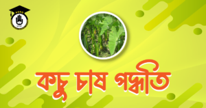 কচু চাষ পদ্ধতি